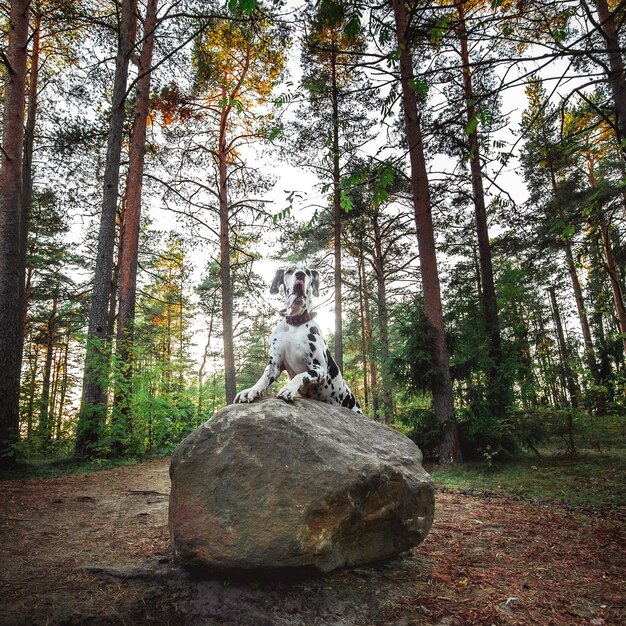 Drôle de chien mince Dalmatien debout sur la pierre dans la forêt