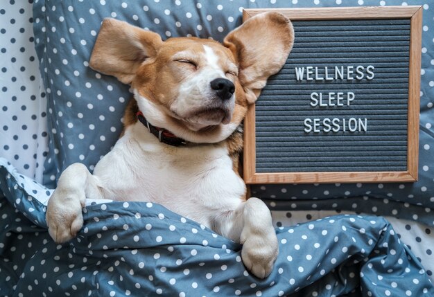 Un drôle de chien de la race Beagle dort sur un oreiller à côté d'un panneau en feutre avec l'inscription: séance de sommeil bien-être