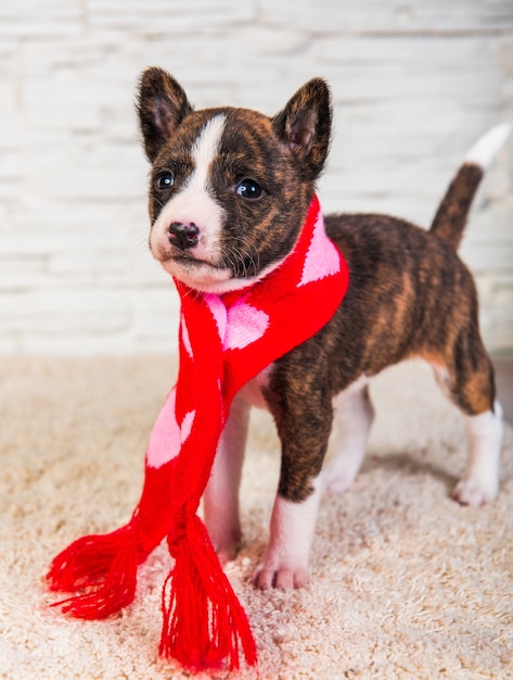 Drôle de chiot Basenji en écharpe de père Noël avec des coeurs