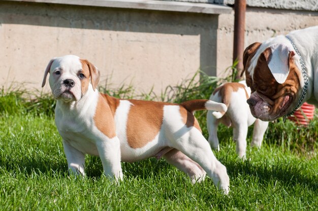 Drôle de chiot bouledogue américain tacheté rouge blanc est sur la nature