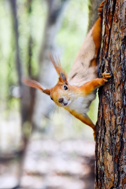 Un drôle d'écureuil drôle sur le tronc d'arbre regarde dans le cadre un animal sauvage dans la forêt