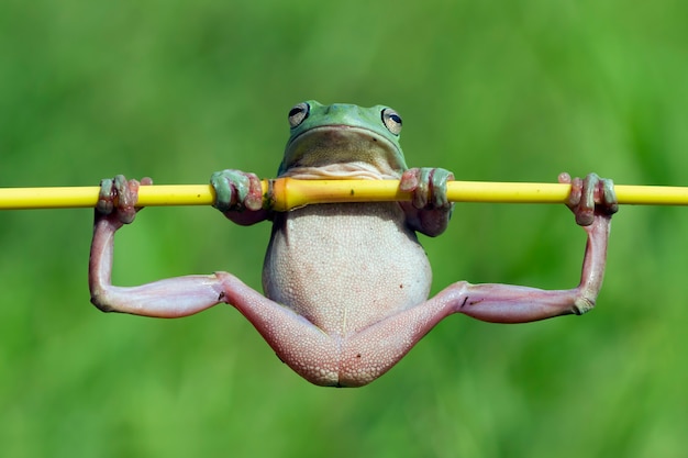 Photo drôle de grenouille d'arbre blanche australienne ressemble à de la gymnastique sur une branche