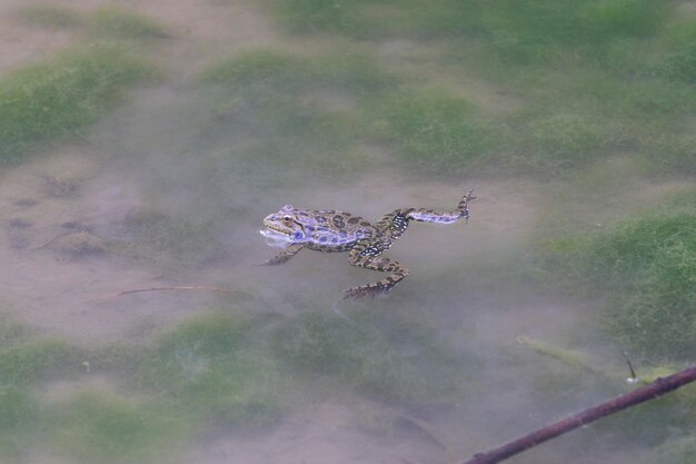 Une drôle de grenouille dans le marais