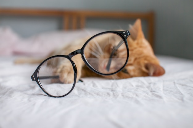 Drôle de gros chat au gingembre se trouve sur le lit et joue avec des lunettes dans des cadres noirs au début d'un nouveau