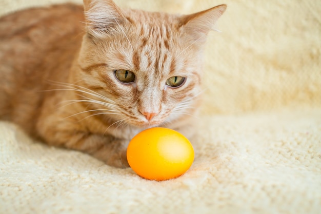 Drôle de gros chat gingembre tenant des oeufs peints en orange pour Pâques