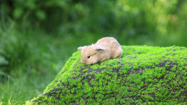 drôle de lapin brun sur une colline verte