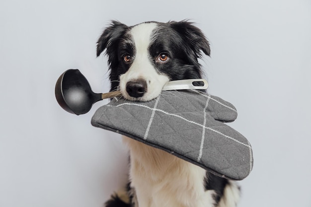 Drôle mignon chiot border collie chien tenant cuisine cuillère louche porte-pot dans la bouche isolé sur blanc...