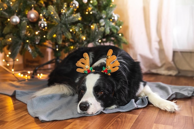 Drôle mignon chiot chien border collie portant chapeau de cornes de cerf costume de Noël couché près de l'arbre de Noël à la maison à l'intérieur fond Préparation pour le concept de vacances Joyeux Joyeux Noël