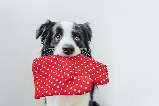 Drôle mignon chiot chien border collie tenant le pot de cuisine, gant de cuisine dans la bouche isolé sur blanc