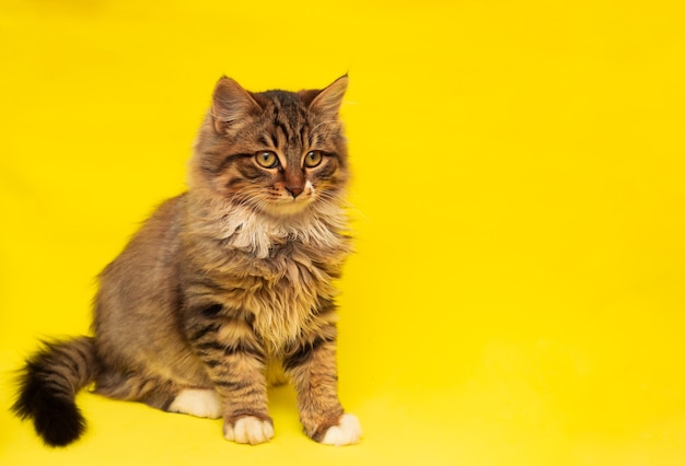 Photo drôle de petit chaton de jardin aux cheveux longs