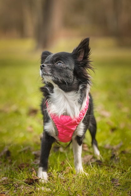 Drôle de petit chien chihuahua joue sur l'herbe