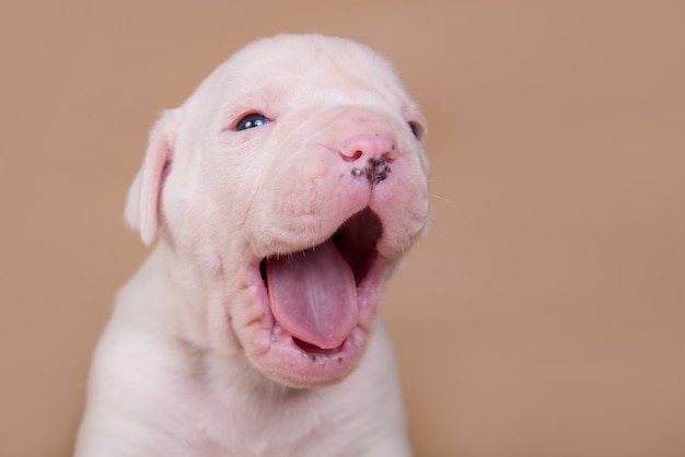 Drôle de petit chiot bouledogue américain blanc bâille sur un espace brun clair.