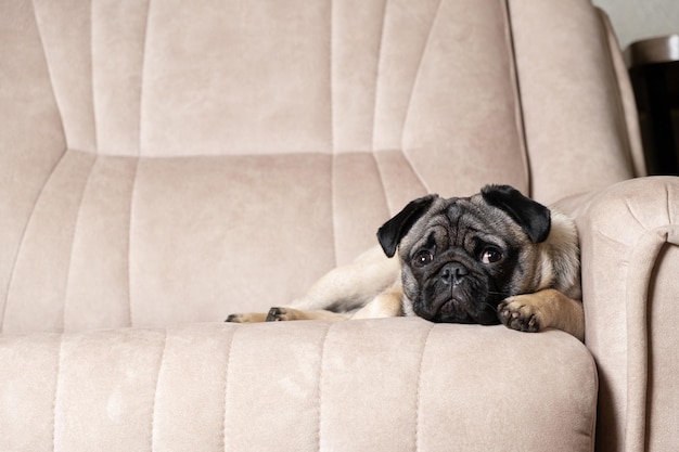 Un drôle de pug d'un an se trouve sur un canapé beige clair une place pour le texte animalerie pour petits chiens de race pure