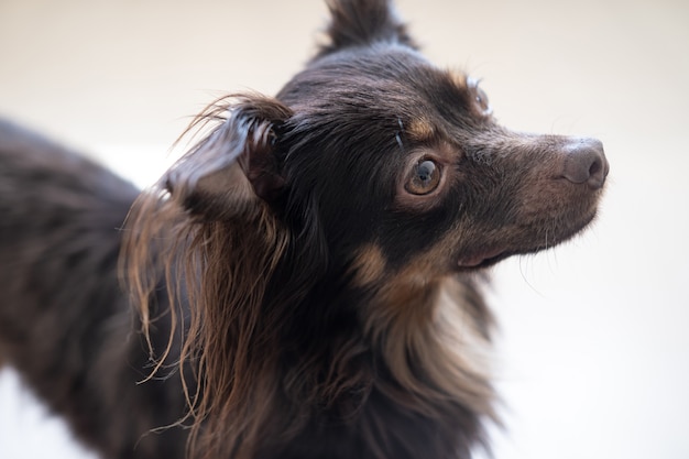 Drôle de terrier de jouet russe brun regardant