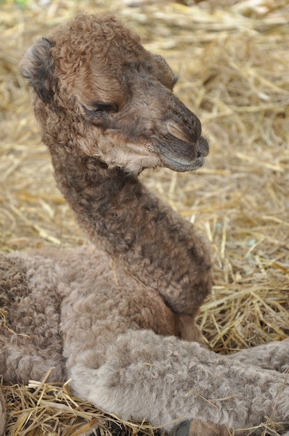 Le dromadaire ou le chameau arabe