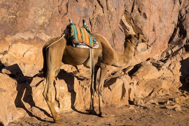 Dromadaire chameau sur le fond de la montagne de Saint-Moïse, Egypte, Sinaï.