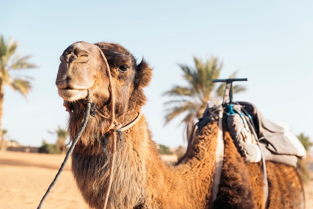 Dromadaire du désert du Sahara. Voyage au Maroc.