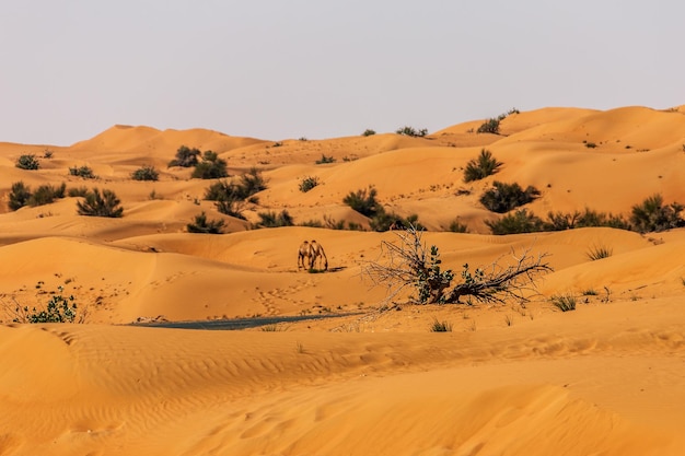 Photo les dromadaires dans le grand désert arabe de dubaï