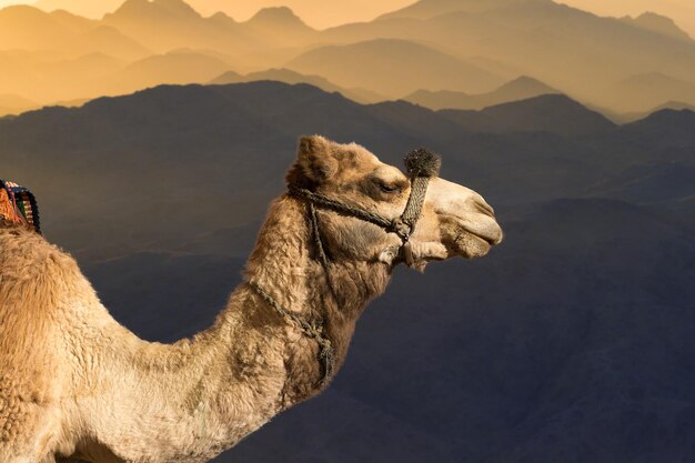Dromedar chameau en arrière-plan les sables du désert chaud Egypte Sinaï
