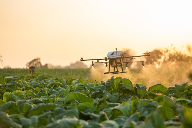 Un drone agricole vole pour pulvériser des hormones sur les champs de tabac.