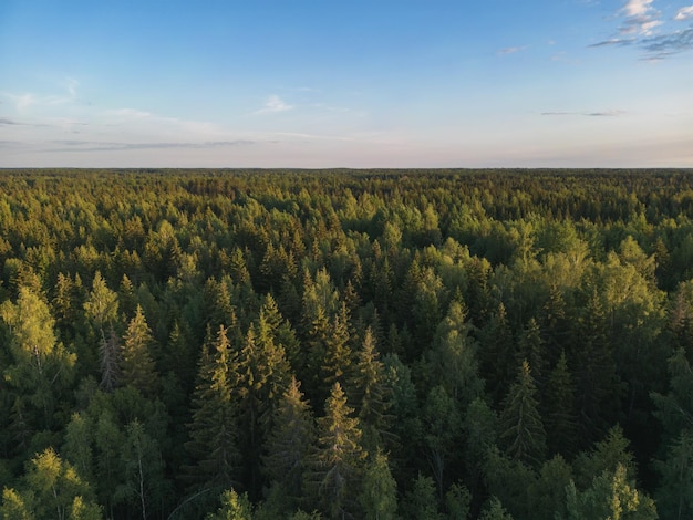 Drone forestier vue estonie nature