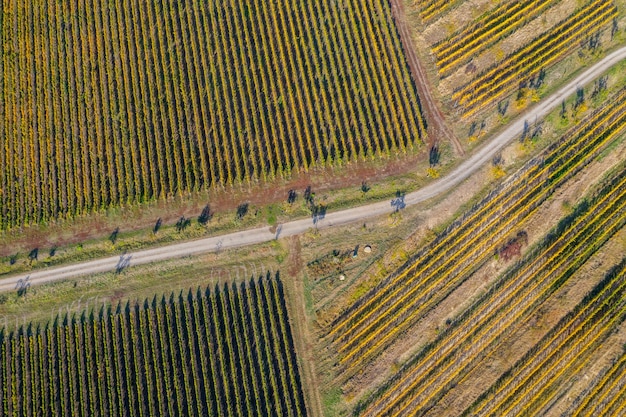 Photo un drone de vigne a pris une vue aérienne d'en haut.