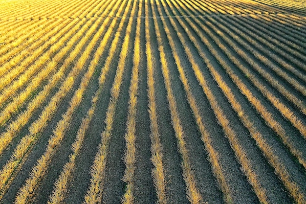 drone vue agriculture champ paysage