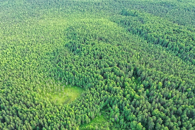Drone de vue de dessus de forêt d'été, paysage panoramique d'arbres verts d'arrière-plan