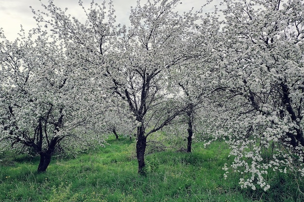 Drone de vue de dessus de jardin de fleurs de pommiers