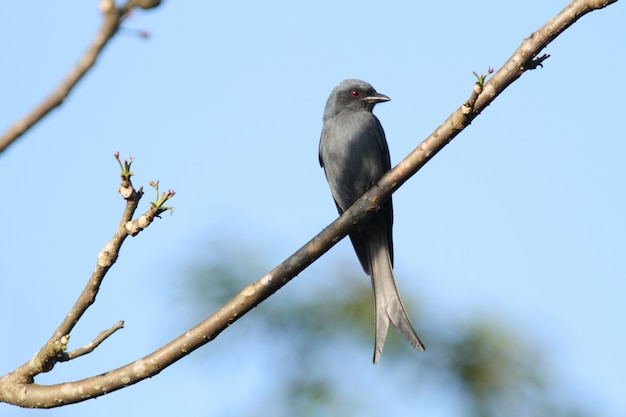 Drongo cendré magnifique (Dicrurus leucophaeus)