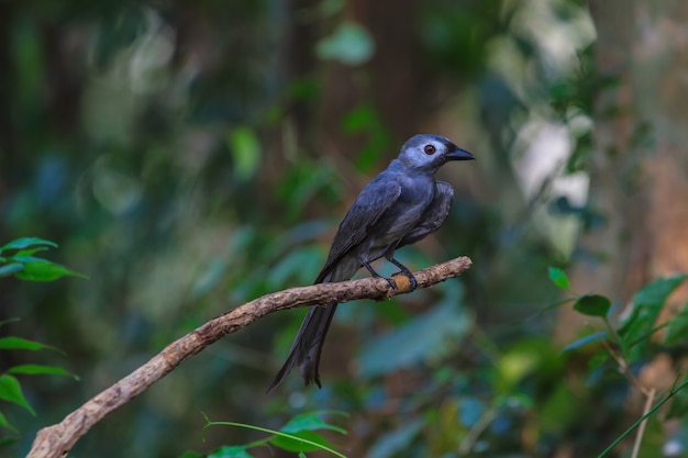 Drongo cendré magnifique (Dicrurus leucophaeus)