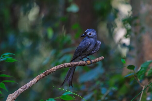 Drongo cendré magnifique (Dicrurus leucophaeus)