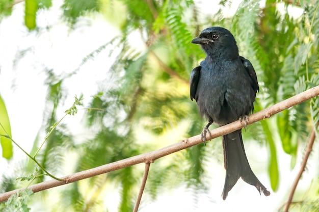 Un drongo noir assis sur un arbre