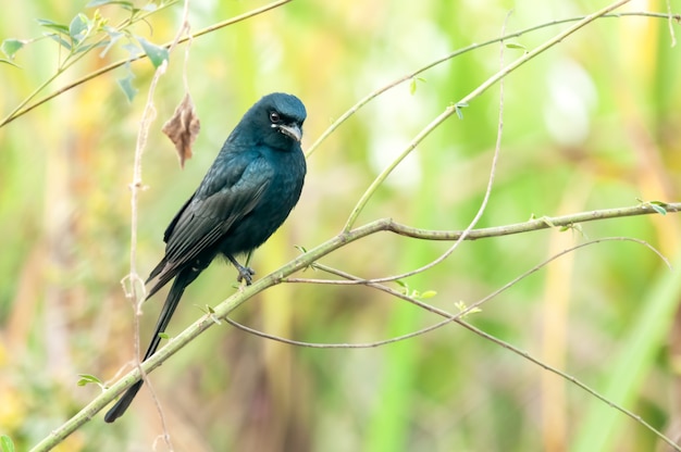 Un drongo noir assis sur un buisson regardant attentivement