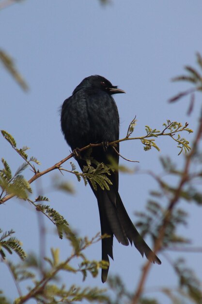 Photo drongo noir oiseau chanteur à la branche de l'arbre dans le temps du soir dicrurus adsimilis