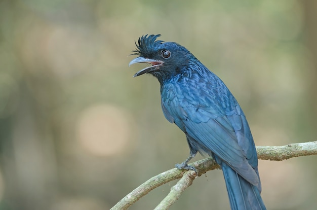 Drongo à queue de raquette (Dicrurus paradiseus Linnaeus) dans la nature