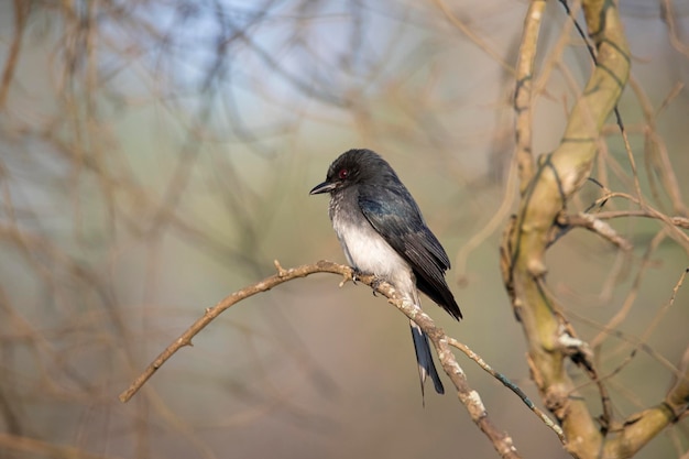 Drongo à ventre blanc perché sur une brindille