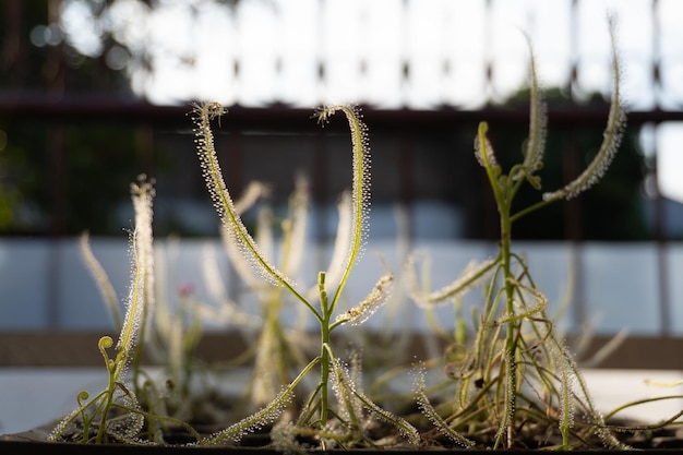 Drosera indica avec soleil. Plante insectivore. Gros plan fleurs