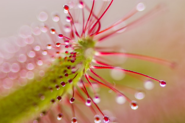 Photo drosera de près, drosera intermedia