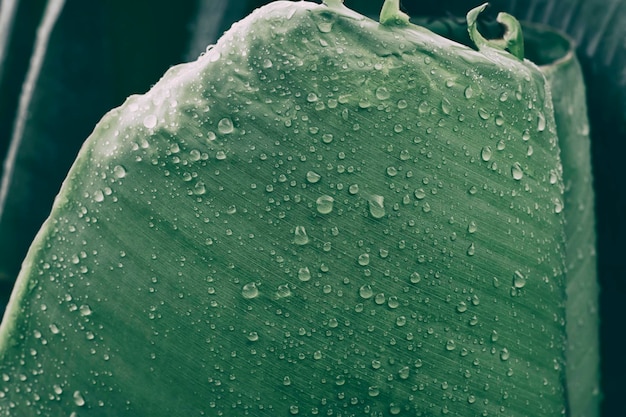 Photo dtops d'eau sur fond naturel de pureté de feuille de palmier vert