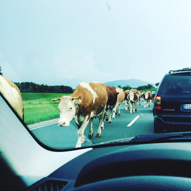 Photo du bétail marchant sur la route vu à travers le pare-brise de la voiture contre un ciel clair