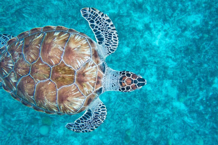Photo du haut de la tortue