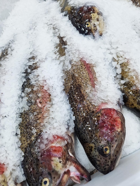 Photo du poisson frais sur une glace rasée en gros plan poisson sur un comptoir réfrigéré dans un magasin