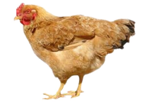 Photo du poulet