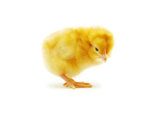 Photo du poulet