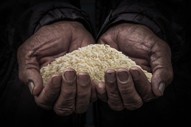 Du riz dans les mains du fermier, du riz blanchi à la main