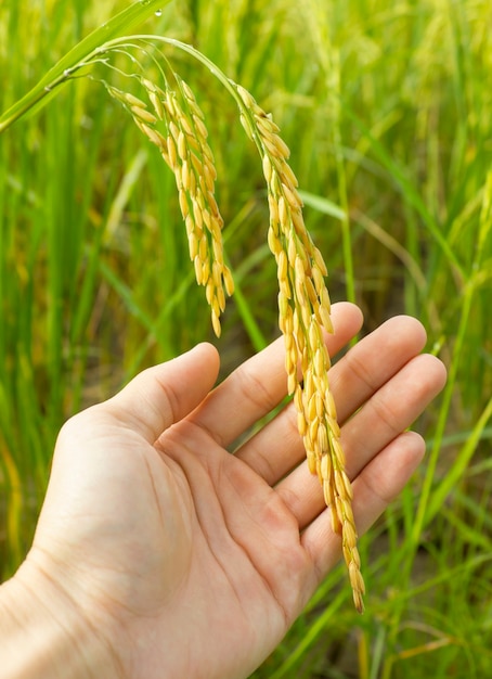 Du riz dans les mains de l&#39;homme.