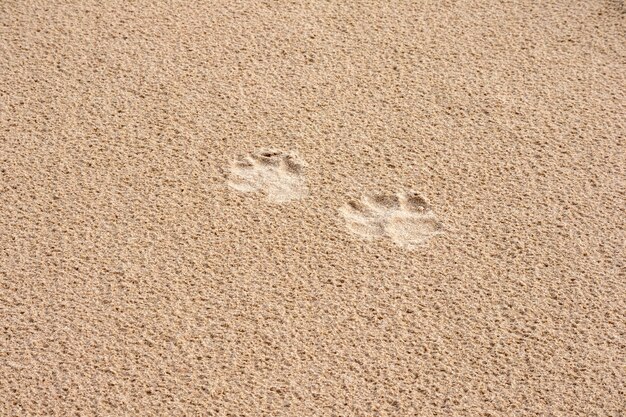 Du sable brun avec de petites empreintes de chiens.