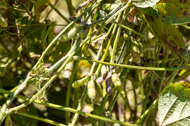 Du soja cru dans une plantation au Brésil