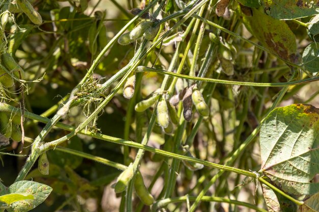 Du soja cru dans une plantation au Brésil